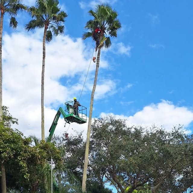 65 to 70 foot Washingtonian palm being trimmed with a green lift on the ground
