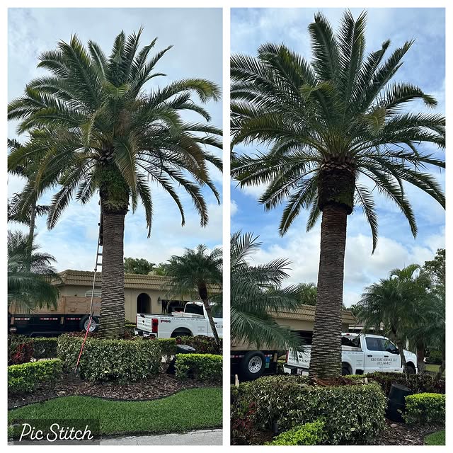 Canary date palm before and after a clean trim, with the Elannan Tree Service branded white truck visible in the before-shot