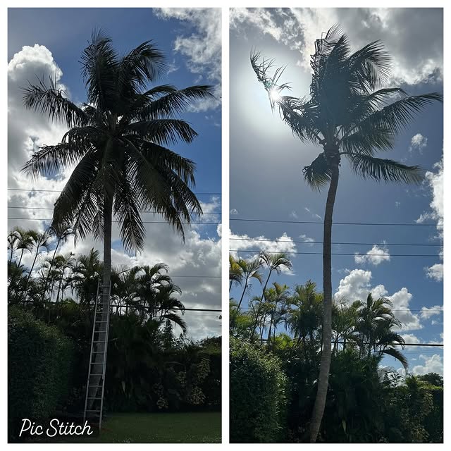 Coconut palm before and after trimming, residential context