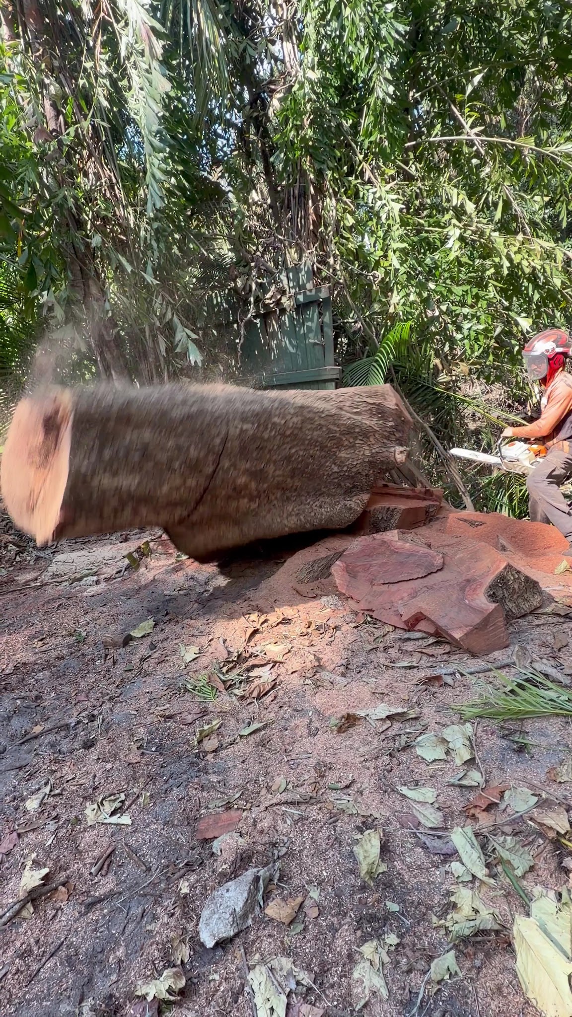 Massive felled tree trunk laid out on the ground, person with chainsaw beginning cleanup